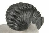 Curled Morocops Trilobite Fossil - Very Nice Prep #204241-5